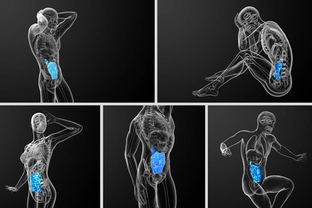 小肠三维渲染图