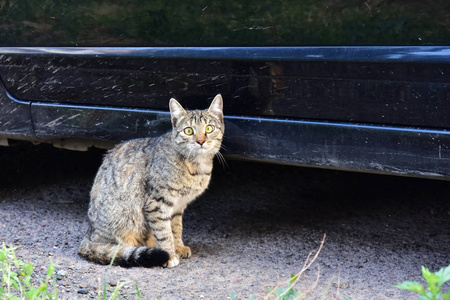 坐在一辆黑色汽车旁边的无家可归的受惊的猫的样子