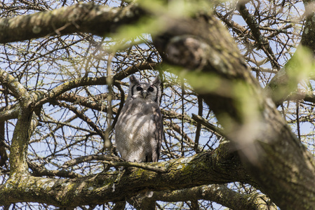 吟游诗人猫头鹰栖息在树上
