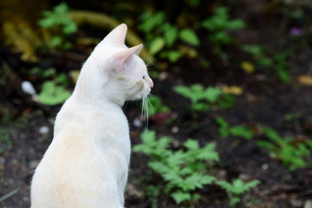 可爱的猫在房子附近走动