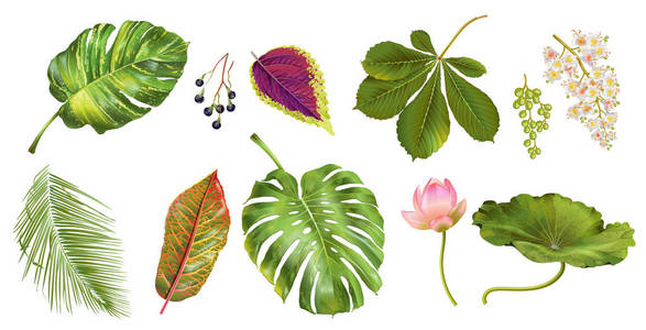 组植物图片