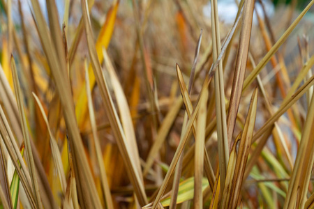 新西兰亚麻 phormium agavaceae tanax 黑 ddelight 的活力金黄叶子