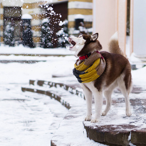 棕色西伯利亚沙哑的狗在羊毛围巾站立在石台阶上覆盖着雪