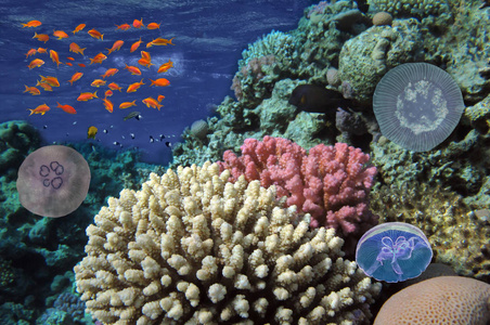 精彩, 美丽的海底世界,与珊瑚照片