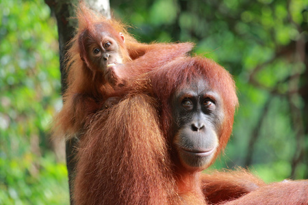 红毛猩猩猴子抱着婴儿的视图