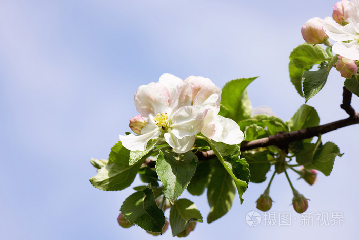 苹果的春天的花朵