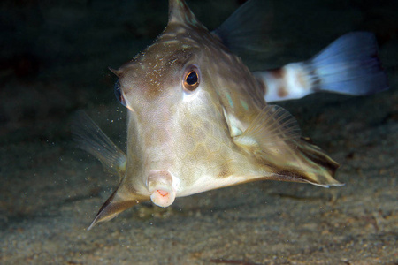 驼背 Turretfish Tetrosomus gibbosus 从前面。Anilao, 菲律宾