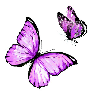 蝴蝶在白色背景下分离, 水彩