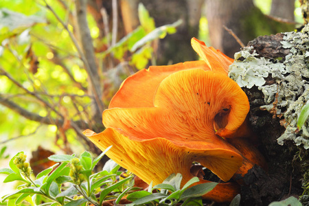 omphalotus illudens 蘑菇