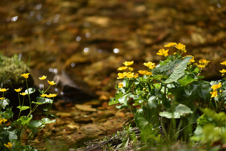 生活在湿润潮湿土壤上的黄色野花