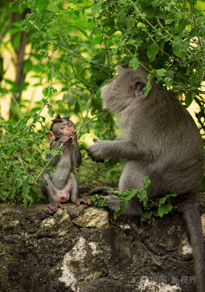 成人只猴子坐在森林里的树上