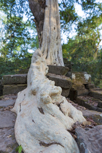 树上的座塔普伦寺在吴哥城的石墙
