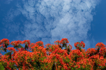 红花或苏木品红 L. 的美丽, 有明亮的蓝天