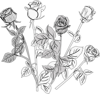 与束玫瑰花图素描上孤立的白色背景