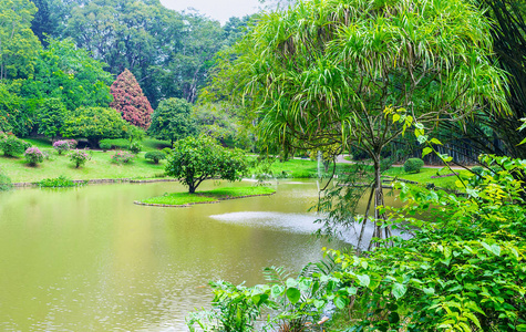 在雨林里湖