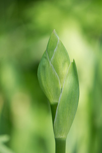 芽的虹膜，绿色工厂