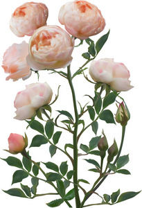 与淡玫瑰孤立的白色背景上的插图