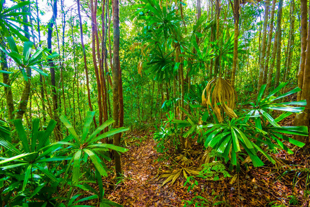 泰国甲米兰塔岛岛热带森林丛林小径