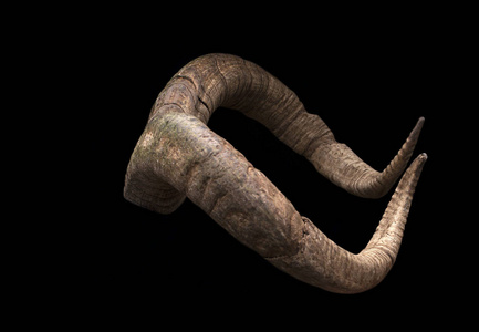 黑色背景双褐色山羊角照片