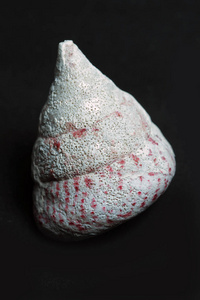 海洋生物装饰贝壳图片