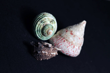 海洋生物装饰贝壳