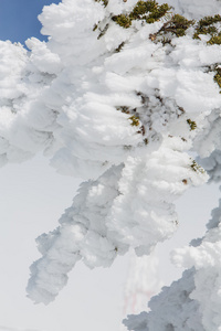 松树枝覆盖着雪