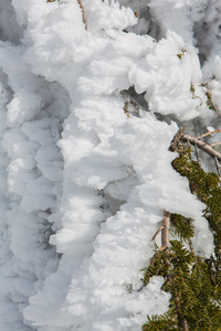 松树枝覆盖着雪图片