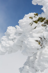 松树枝覆盖着雪