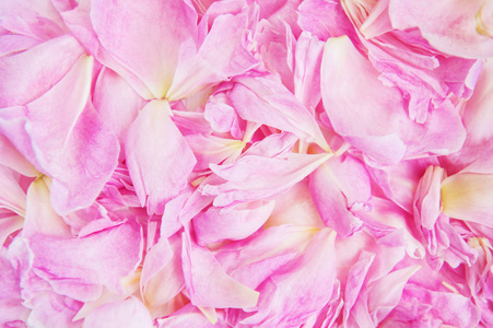 粉红色牡丹花瓣作为自然背景