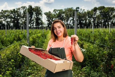 红醋栗种植工程师在花园里工作收获, 女人与盒子的浆果