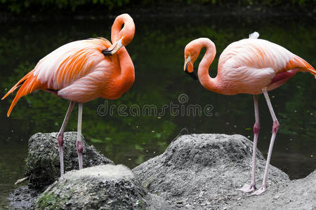 两只粉红色的火烈鸟
