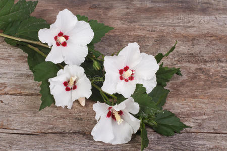木制的白色芙蓉花