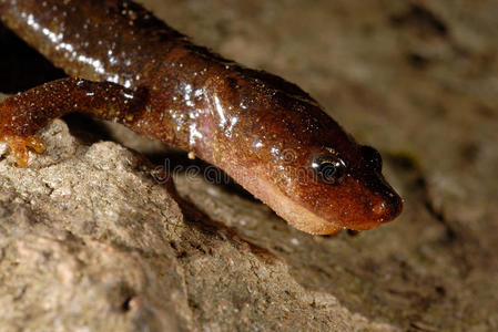 蒙特森布鲁克火蜥蜴卡洛里顿阿诺迪在蒙特森，杰罗纳，西班牙