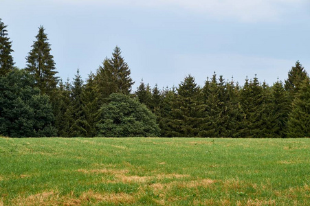 美丽的森林夏天风景在德国, eifel