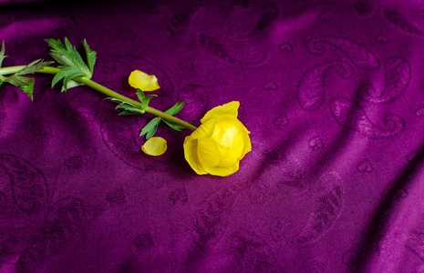 紫色背景与黄色的花朵