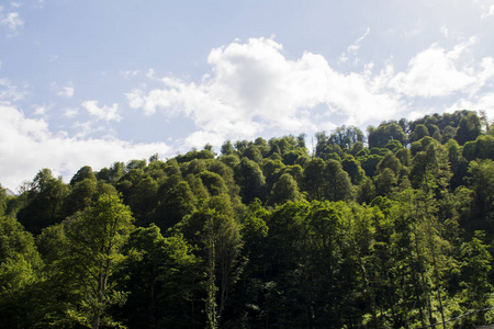 山森林的风景。自然旅行