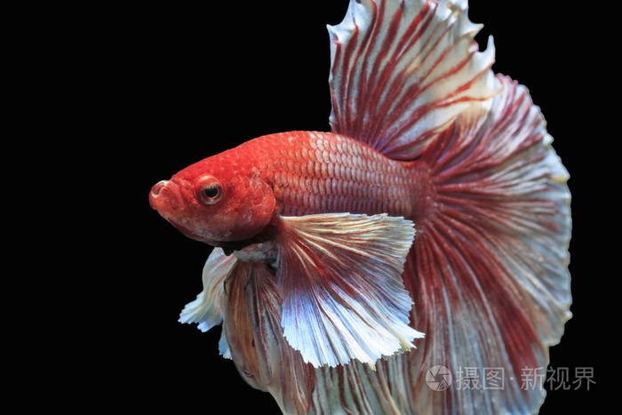 五颜六色的鱼打暹罗, 五颜六色的尾巴, 突出的动作, 良好的姿态