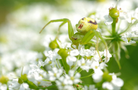 绿色蜘蛛在花上