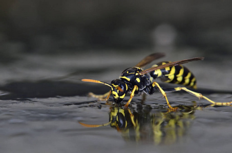 马蜂黄蜂, 克里特岛照片