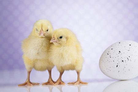 可爱的小鸡图片图片大全