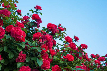 红玫瑰的灌木盛开在蓝天白云的背景下照片