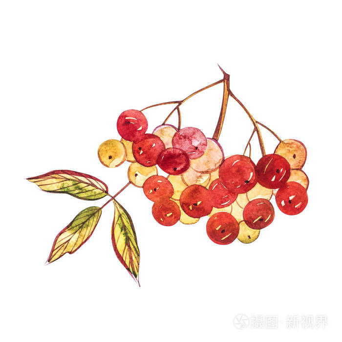 叶子和罗恩浆果的水彩例证, 手绘花卉组合物在白色背景被隔绝了