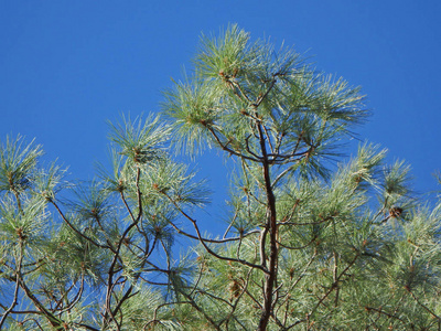 亚利桑那州菲尼克斯东部四峰小径上树枝的自然抽象