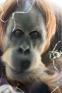 一只红毛猩猩猿猴的肖像