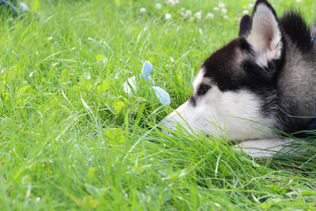 哈士奇躺在青草上。夏季狗游戏