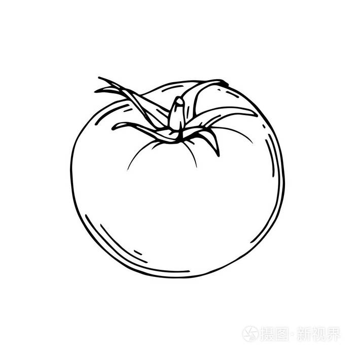 有机西红柿蔬菜天然食品.矢量插图.手绘