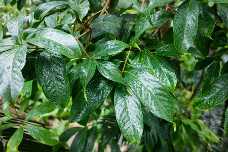 热带园林与异国植物和大叶子的看法