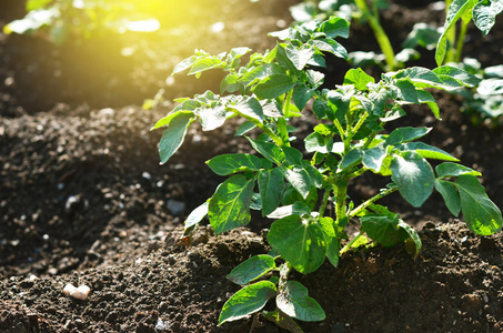 生长在土壤上的幼马铃薯植株。在花园里的马铃薯灌木。有机园健康幼薯植物