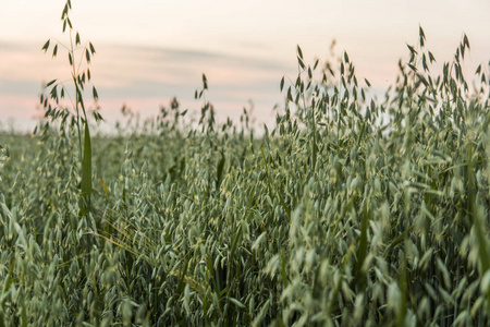 在黄昏的天空中, 在田野里生长着一只绿色燕麦耳朵。农业。自然产品