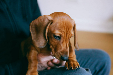 腊肠犬小狗和主人